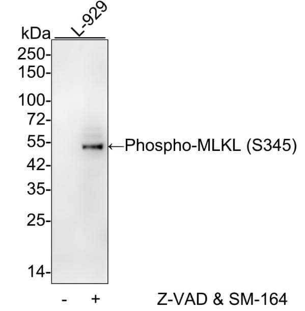 Western blot analysis on different lysates with NBP2-66953 at 1/1,000 dilution and competitor's antibody at 1/1,000 dilution. Lane 1: L-929 cell lysate Lane 2: L929 treated with 20μM Z-VAD for 3.5 hours, then added 100nM SM-164 and 20ng/ml TNF-alpha  for 3 hours cell lysate Lysates/proteins at 20 µg/Lane. Predicted band size: 54 kDa Observed band size: 54 kDa Exposure time: 1 minute 10 seconds; 4-20% SDS-PAGE gel. Proteins were transferred to a PVDF membrane and blocked with 5% NFDM/TBST for 1 hour at room temperature. NBP2-66953 at 1/1,000 dilution and competitor's antibody at 1/1,000 dilution were used in 5% NFDM/TBST at 4℃ overnight. Goat Anti-Rabbit IgG [HRP] Secondary Antibody at 1/50,000 dilution was used for 1 hour at room temperature.