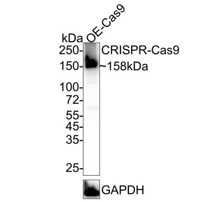 Western Blot: CRISPR-Cas9 Antibody (JM11-55) [NBP2-67000] - Analysis of CRISPR-Cas9 SP on 293T transfected with Cas9 cell lysates with Rabbit anti-CRISPR-Cas9 SP antibody at 1/1,000 dilution.Lysates/proteins at 20 ug/Lane.Predicted band size: 158 kDaObserved band size: 158 kDaExposure time: 25 seconds; ECL: K1801;4-20% SDS-PAGE gel.Proteins were transferred to a PVDF membrane and blocked with 5% NFDM/TBST for 1 hour at room temperature. The primary antibody at 1/1,000 dilution was used in 5% NFDM/TBST at 4℃ overnight. Goat Anti-Rabbit IgG - HRP Secondary Antibody at 1/50,000 dilution was used for 1 hour at room temperature.