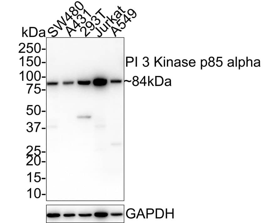 Western Blot PI 3-Kinase p85 alpha Antibody (A3-D0)