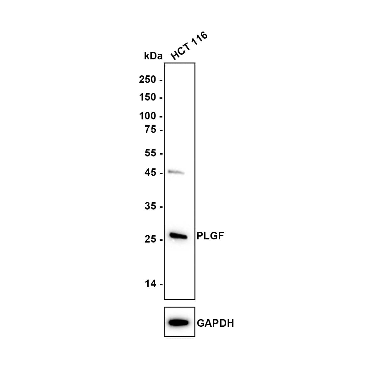 Western blot analysis of  HCT 116 (Human colon cancer cell) cell lysates with NBP2-67067 at 1/1,000 dilution. Lysates/proteins at 10 µg/Lane. Exposure time: 3 minutes Blocking: 5% NFDM/TBST, 1 hour at room temperature Primary antibody: NBP2-67067, 1/1,000 in 5% NFDM/TBST, 2 hours at room temperature Secondary antibody: Goat Anti-Rabbit IgG [HRP] Secondary Antibody, 1/50,000 in 5% NFDM/TBST, 1 hour at room temperature Predicted band size: 25 kDa Observed band size: 25 kDa