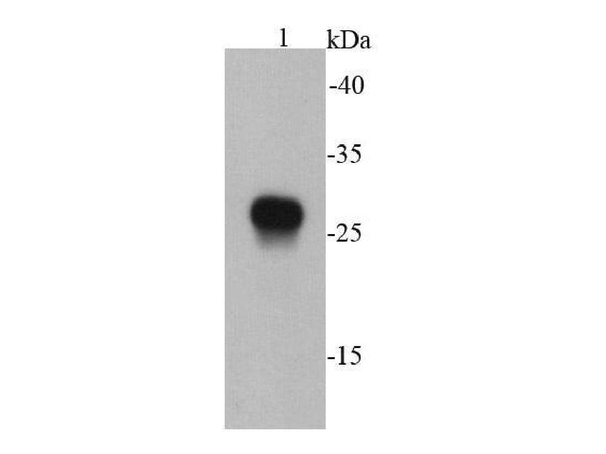 Western blot analysis of E-tagged recombinant protein using NBP2-67081 at 1/20,000 dilution.
