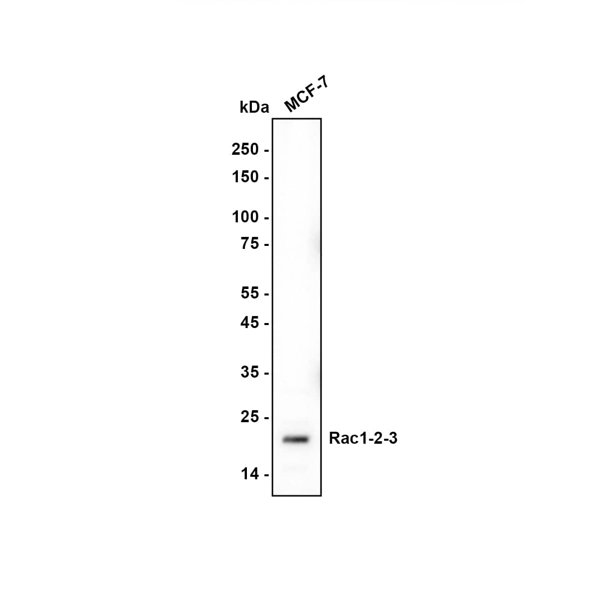 Western blot analysis of  MCF-7 cell lysates with NBP2-67091 at 1/2,000 dilution. Lysates/proteins at 10 µg/Lane. Exposure time: 1 minutes Blocking: 5% NFDM/TBST, 1 hour at room temperature Primary antibody: NBP2-67091, 1/2,000 in primary antibody dilution buffer, overnight at 4 ℃ Secondary antibody: Goat Anti-Rabbit IgG [HRP] Secondary Antibody, 1/50,000 in 5% NFDM/TBST, 1 hour at room temperature Predicted band size: 21.5kDa Observed band size: 21kDa