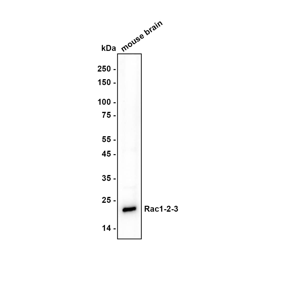 Western blot analysis of  mouse brain tissue lysates with NBP2-67091 at 1/2,000 dilution. Lysates/proteins at 10 µg/Lane. Exposure time: 1 minutes Blocking: 5% NFDM/TBST, 1 hour at room temperature Primary antibody: NBP2-67091, 1/2,000 in primary antibody dilution buffer, overnight at 4 ℃ Secondary antibody: Goat Anti-Rabbit IgG [HRP] Secondary Antibody, 1/50,000 in 5% NFDM/TBST, 1 hour at room temperature Predicted band size: 21.5kDa Observed band size: 21kDa