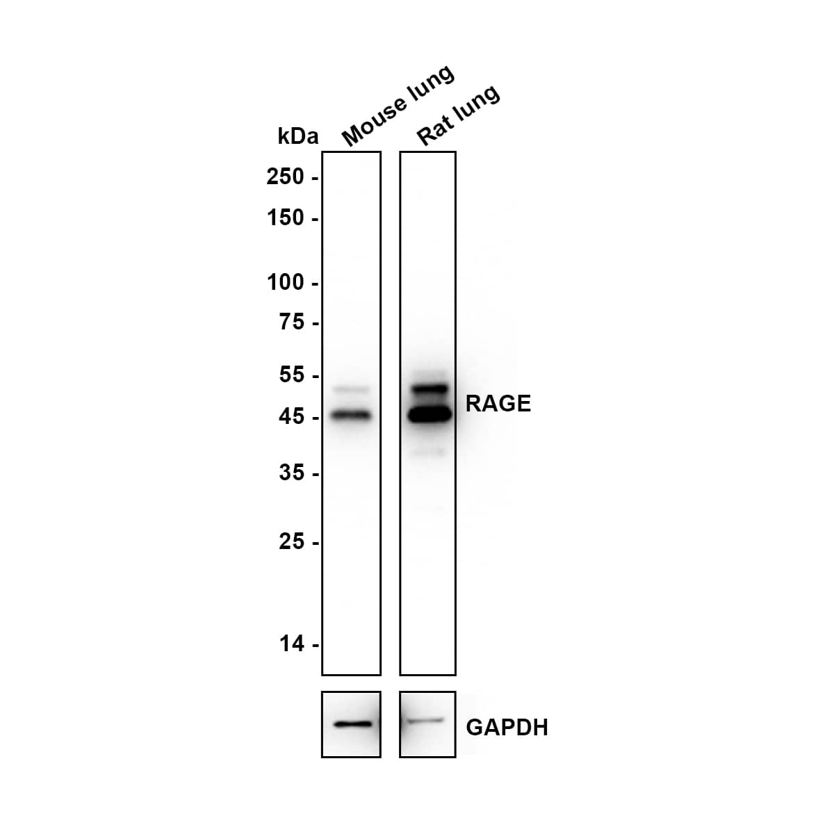 Western blot analysis on different lysates with NBP2-67095 at 1/5,000 dilution. Lane 1: Mouse lung tissue lysate Lane 2: Rat lung tissue lysate Lysates/proteins at 20 µg/Lane. Predicted band size: 43 kDa Observed band size: 43/50 kDa Exposure time: 24 seconds; 4-20% SDS-PAGE gel. Proteins were transferred to a PVDF membrane and blocked with 5% NFDM/TBST for 1 hour at room temperature. NBP2-67095 at 1/5,000 dilution was used in 5% NFDM/TBST at 4℃ overnight. Goat Anti-Rabbit IgG [HRP] Secondary Antibody at 1/50,000 dilution was used for 1 hour at room temperature.
