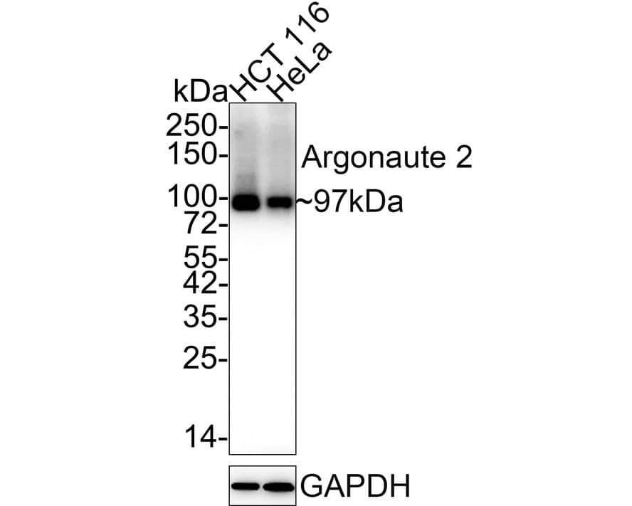 Western blot analysis on different lysates with NBP2-67121 at 1/2,000 dilution. Lane 1: HCT 116 cell lysate Lane 2: HeLa cell lysate Lysates/proteins at 15 µg/Lane. Predicted band size: 97 kDa Observed band size: 97 kDa Exposure time: 1 minute 40 seconds; 4-20% SDS-PAGE gel. Proteins were transferred to a PVDF membrane and blocked with 5% NFDM/TBST for 1 hour at room temperature. NBP2-67121 at 1/2,000 dilution was used in 5% NFDM/TBST at 4℃ overnight. Goat Anti-Rabbit IgG [HRP] Secondary Antibody at 1/50,000 dilution was used for 1 hour at room temperature.