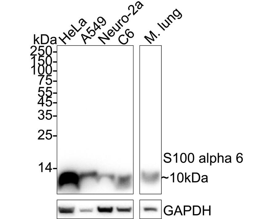 Western blot analysis on different lysates with NBP2-67123 at 1/2,000 dilution. Lane 1: HeLa cell lysate Lane 2: A549 cell lysate Lane 3: Neuro-2a cell lysate Lane 4: C6 cell lysate Lane 5: Mouse lung tissue lysate Lysates/proteins at 20 µg/Lane. Predicted band size: 10 kDa Observed band size: 10 kDa Exposure time: 10 seconds;  4-20% SDS-PAGE gel. Proteins were transferred to a PVDF membrane and blocked with 5% NFDM/TBST for 1 hour at room temperature. NBP2-67123 at 1/2,000 dilution was used in 5% NFDM/TBST at 4℃ overnight. Goat Anti-Rabbit IgG [HRP] Secondary Antibody at 1/50,000 dilution was used for 1 hour at room temperature.