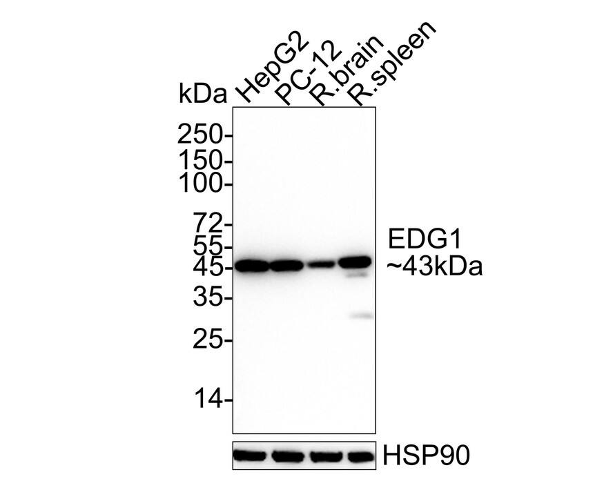 Western blot analysis on different lysates with NBP2-67129 at 1/2,000 dilution. Lane 1: HepG2 cell lysate Lane 2: PC-12 cell lysate Lane 3: Rat brain tissue lysate Lane 4: Rat spleen tissue lysate Lysates/proteins at 20/40 µg/Lane. Predicted band size: 43 kDa Observed band size: 43 kDa Exposure time: 60 seconds; 4-20% SDS-PAGE gel. Proteins were transferred to a PVDF membrane and blocked with 5% NFDM/TBST for 1 hour at room temperature. NBP2-67129 at 1/2,000 dilution was used in 5% NFDM/TBST at 4℃ overnight. Goat Anti-Rabbit IgG [HRP] Secondary Antibody at 1/50,000 dilution was used for 1 hour at room temperature.