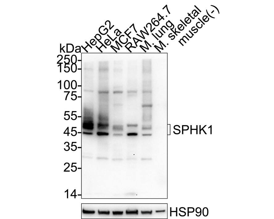 Western blot analysis on different lysates with NBP2-67164 at 1/5,000 dilution. Lane 1: HepG2 cell lysate (20 µg/Lane) Lane 2: HeLa cell lysate (20 µg/Lane) Lane 3: MCF7 cell lysate (20 µg/Lane) Lane 4: RAW264.7 cell lysate (20 µg/Lane) Lane 5: Mouse lung tissue lysate (30 µg/Lane) Lane 6: Mouse skeletal muscle tissue lysate (negative) (30 µg/Lane) Predicted band size: 43 kDa Observed band size: 43-51 kDa Exposure time: 1 minute;  4-20% SDS-PAGE gel. Proteins were transferred to a PVDF membrane and blocked with 5% NFDM/TBST for 1 hour at room temperature. NBP2-67164 at 1/5,000 dilution was used in primary antibody dilution at 4℃ overnight. Goat Anti-Rabbit IgG [HRP] Secondary Antibody at 1/50,000 dilution was used for 1 hour at room temperature.