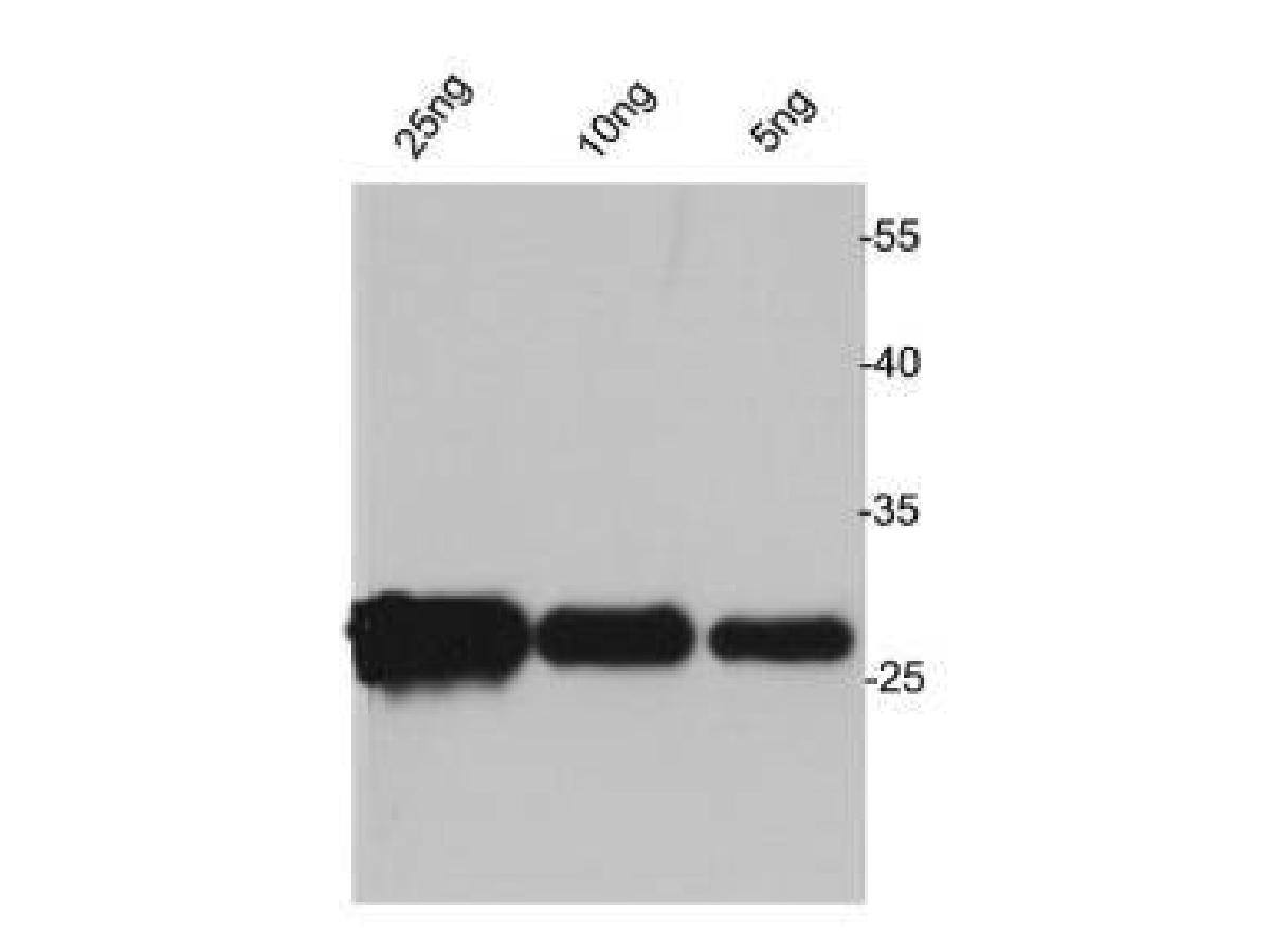 Western blot analysis on Avi tagged fusion protein.
