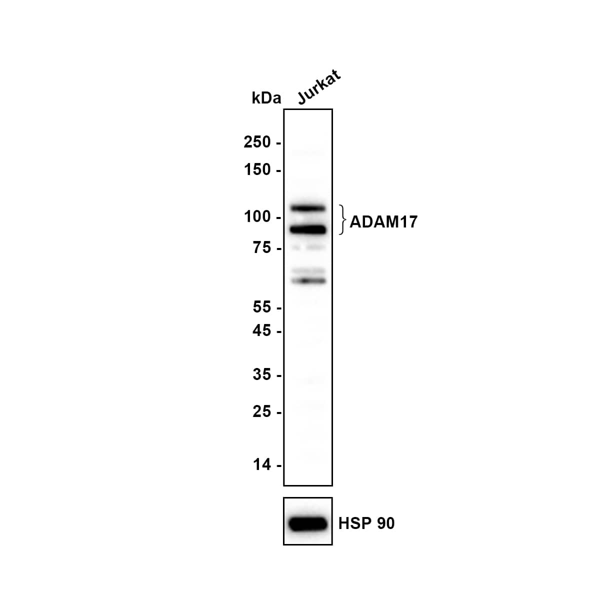 Western blot analysis of Jurkat (Human T-lymphoblastic cells) cell lysate with NBP2-67179 at 1/1,000 dilution. Lysates/proteins at 10 µg/Lane. Exposure time: 25 seconds Blocking: 5% NFDM/TBST, 1 hour at room temperature Primary antibody: NBP2-67179, 1/1,000 in 5% NFDM/TBST 5% NFDM/TBST, 2 hours at room temperature Secondary antibody: Goat anti-Rabbit IgG [HRP], 1/50,000 in 5% NFDM/TBST, 1 hour at room temperature Predicted band size: 93 kDa Observed band size: 93-110 kDa