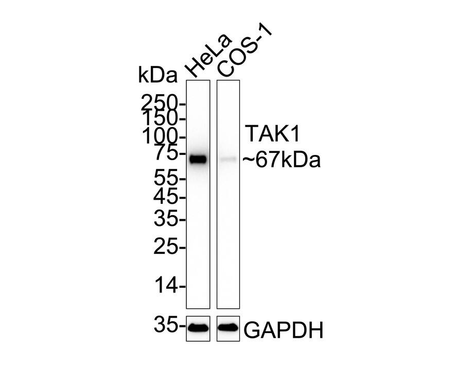 Western blot analysis on different lysates with NBP2-67180 at 1/1,000 dilution. Lane 1: HeLa cell lysate Lane 2: COS-1 cell lysate Lysates/proteins at 20 µg/Lane. Predicted band size: 67 kDa Observed band size: 67 kDa Exposure time: 15 seconds;  4-20% SDS-PAGE gel. Proteins were transferred to a PVDF membrane and blocked with 5% NFDM/TBST for 1 hour at room temperature. NBP2-67180 at 1/1,000 dilution was used in 5% NFDM/TBST at 4℃ overnight. Goat Anti-Rabbit IgG [HRP] Secondary Antibody at 1/50,000 dilution was used for 1 hour at room temperature.