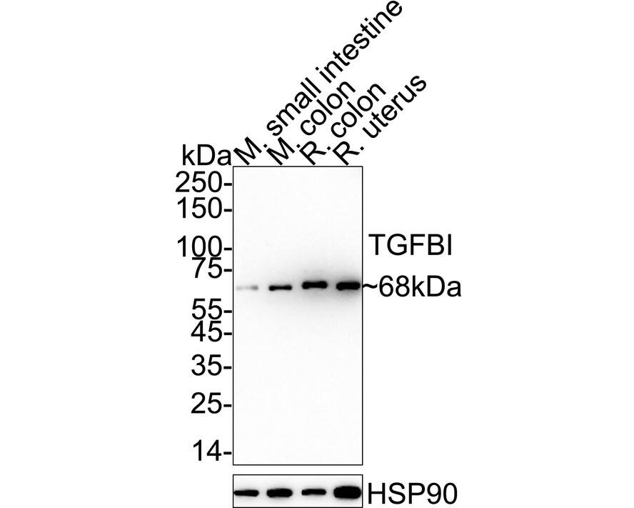 Western blot analysis on different lysates with NBP2-67186 at 1/1,000 dilution. Lane 1: Mouse small intestine tissue lysate (20 µg/Lane) Lane 2: Mouse colon tissue lysate (20 µg/Lane) Lane 3: Rat colon tissue lysate (20 µg/Lane) Lane 4: Rat uterus tissue lysate (20 µg/Lane) Predicted band size: 75 kDa Observed band size: 68 kDa Exposure time: 3 minutes;  4-20% SDS-PAGE gel. Proteins were transferred to a PVDF membrane and blocked with 5% NFDM/TBST for 1 hour at room temperature. NBP2-67186 at 1/1,000 dilution was used in 5% NFDM/TBST at 4℃ overnight. Goat Anti-Rabbit IgG [HRP] Secondary Antibody at 1/50,000 dilution was used for 1 hour at room temperature.