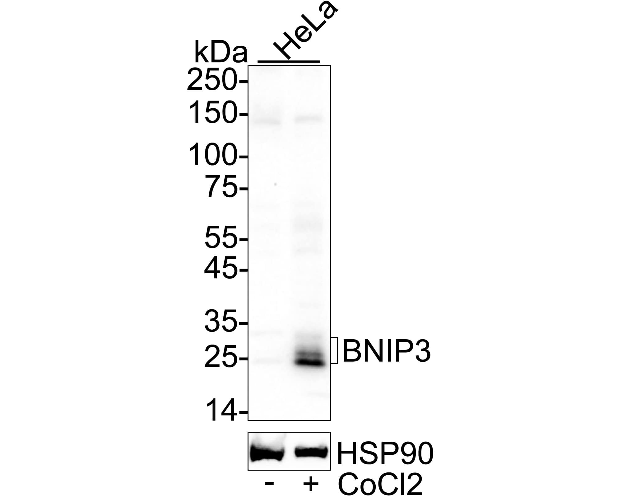 Western blot analysis on different lysates with NBP2-67192 at 1/1,000 dilution. Lane 1: HeLa cell lysate Lane 2: HeLa treated with 0.5mM CoCl2 for 6 hours cell lysate Lysates/proteins at 20 µg/Lane. Predicted band size: 22 kDa Observed band size: 22-30 kDa Exposure time: 59 seconds;  4-20% SDS-PAGE gel. Proteins were transferred to a PVDF membrane and blocked with 5% NFDM/TBST for 1 hour at room temperature. NBP2-67192 at 1/1,000 dilution was used in primary antibody dilution at 4℃ overnight. Goat Anti-Rabbit IgG [HRP] Secondary Antibody at 1/50,000 dilution was used for 1 hour at room temperature.