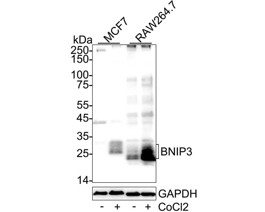 Western blot analysis on different lysates with NBP2-67192 at 1/1,000 dilution. Lane 1: MCF7 cell lysate Lane 2: MCF7 treated with 0.5mM CoCl2 for 6 hours cell lysate Lane 3: RAW264.7 cell lysate Lane 4: RAW264.7 treated with 0.5mM CoCl2 for 6 hours cell lysate Lysates/proteins at 20 µg/Lane. Predicted band size: 22 kDa Observed band size: 22-30 kDa Exposure time: 30 seconds;  4-20% SDS-PAGE gel. Proteins were transferred to a PVDF membrane and blocked with 5% NFDM/TBST for 1 hour at room temperature. NBP2-67192 at 1/1,000 dilution was used in primary antibody dilution at 4℃ overnight. Goat Anti-Rabbit IgG [HRP] Secondary Antibody at 1/50,000 dilution was used for 1 hour at room temperature.