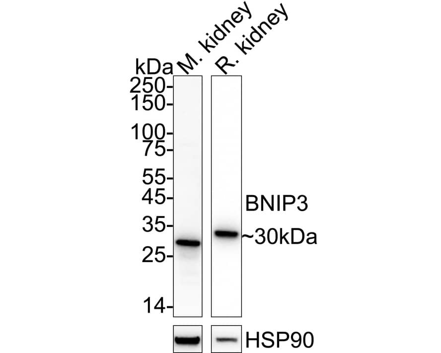 Western blot analysis on different lysates with NBP2-67192 at 1/1,000 dilution. Lane 1: Mouse kidney tissue lysate (40 µg/Lane) Lane 2: Rat kidney tissue lysate (40 µg/Lane) Predicted band size: 22 kDa Observed band size: 30 kDa Exposure time: Lane 1: 1 minute 2 seconds; Lane 2: 8 seconds;  4-20% SDS-PAGE gel. Proteins were transferred to a PVDF membrane and blocked with 5% NFDM/TBST for 1 hour at room temperature. NBP2-67192 at 1/1,000 dilution was used in 5% NFDM/TBST at 4℃ overnight. Goat Anti-Rabbit IgG [HRP] Secondary Antibody at 1/50,000 dilution was used for 1 hour at room temperature.