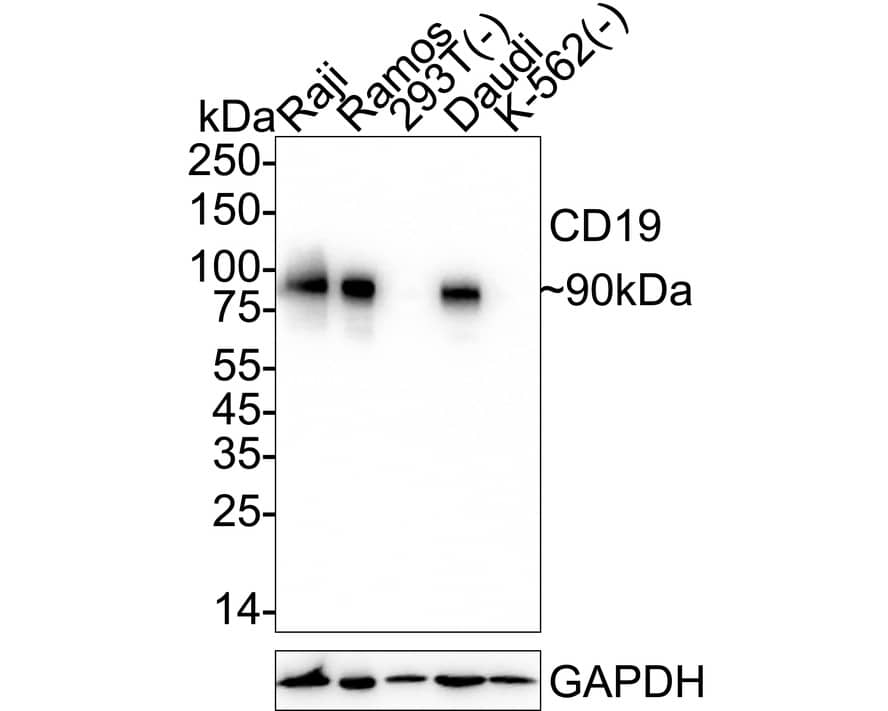 Western blot analysis on different lysates with NBP2-67229 at 1/10,000 dilution. Lane 1: Raji cell lysate Lane 2: Ramos cell lysate Lane 3: 293T cell lysate (negative) Lane 4: Daudi cell lysate Lane 5: K-562 cell lysate (negative) Lysates/proteins at 20 µg/Lane. Predicted band size: 61 kDa Observed band size: 90 kDa Exposure time: 25 seconds;  4-20% SDS-PAGE gel. Proteins were transferred to a PVDF membrane and blocked with 5% NFDM/TBST for 1 hour at room temperature. NBP2-67229 at 1/10,000 dilution was used in primary antibody dilution at 4℃ overnight. Goat Anti-Rabbit IgG [HRP] Secondary Antibody at 1/50,000 dilution was used for 1 hour at room temperature.
