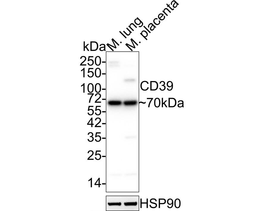 Western blot analysis on different lysates with NBP2-67230 at 1/5,000 dilution. Lane 1: Mouse lung tissue lysate (20 µg/Lane) Lane 2: Mouse placenta tissue lysate (20 µg/Lane) Predicted band size: 58 kDa Observed band size: 70 kDa Exposure time: 20 seconds;  4-20% SDS-PAGE gel. Proteins were transferred to a PVDF membrane and blocked with 5% NFDM/TBST for 1 hour at room temperature. NBP2-67230 at 1/5,000 dilution was used in 5% NFDM/TBST at 4℃ overnight. Goat Anti-Rabbit IgG [HRP] Secondary Antibody at 1/50,000 dilution was used for 1 hour at room temperature.