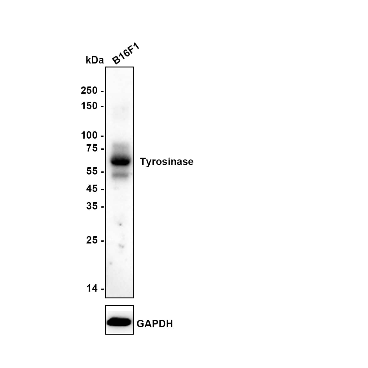Western blot analysis on different lysates with NBP2-67232 at 1/1,000 dilution. Lane 1: B16-F1 cell lysate Lysates/proteins at 20 µg/Lane. Exposure time: 3 minutes Blocking: 5% NFDM/TBST, 1 hour at room temperature Primary antibody: NBP2-67232, 1/5,000 in primary antibody dilution buffer, overnight at 4 ℃ Secondary antibody: Goat Anti-Rabbit IgG [HRP] Secondary Antibody, 1/10,000 in 5% NFDM/TBST, 1 hour at room temperature Predicted band size: 60.4 kDa Observed band size: 60 kDa