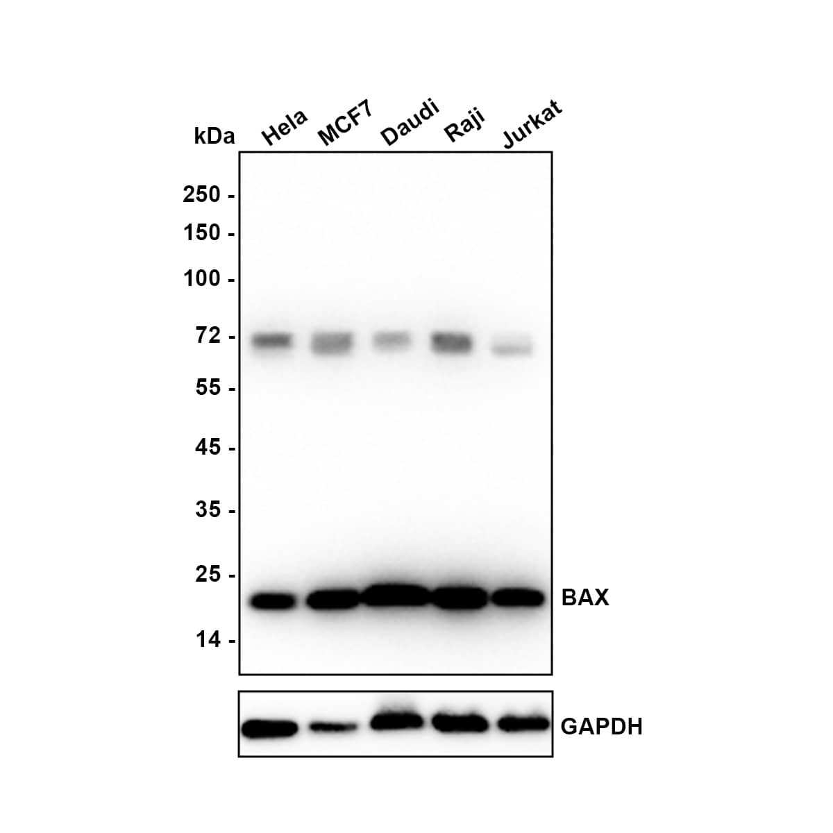 Western blot analysis on different lysates with NBP2-67285 at 1/5,000 dilution. Lane 1: HeLa cell lysate Lane 2: MCF7 cell lysate Lane 3: Daudi cell lysate Lane 4: Raji cell lysate Lane 5: Jurkat cell lysate Lysates/proteins at 20 µg/Lane. Predicted band size: 21 kDa Observed band size: 21 kDa Exposure time: 29 seconds;  4-20% SDS-PAGE gel. Proteins were transferred to a PVDF membrane and blocked with 5% NFDM/TBST for 1 hour at room temperature. NBP2-67285 at 1/5,000 dilution was used in 5% NFDM/TBST at 4℃ overnight. Goat Anti-Rabbit IgG [HRP] Secondary Antibody at 1:50,000 dilution was used for 1 hour at room temperature.