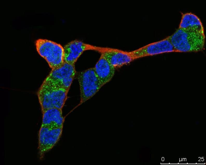 Immunocytochemistry/Immunofluorescence: Bax Antibody [NBP2-67285] -  Analysis of SHSY5Y cells labeling BAX with Rabbit anti-BAX antibody at 1/200 dilution.Cells were fixed in 4% paraformaldehyde for 10 minutes at 37 ℃, permeabilized with 0.05% Triton X-100 in PBS for 20 minutes, and then blocked with 2% negative goat serum for 30 minutes at room temperature. Cells were then incubated with Rabbit anti-BAX antibody at 1/200 dilution in 2% negative goat serum overnight at 4 ℃. Goat Anti-Rabbit IgG H&L (iFluor™ 488,) was used as the secondary antibody at 1/1,000 dilution. Nuclear DNA was labelled in blue with DAPI.Beta Ⅲ tubulin ( red) was stained at 1/200 dilution overnight at +4℃. Goat Anti-Mouse IgG H&L (iFluor™ 647, were used as the secondary antibody at 1/1,000 dilution.