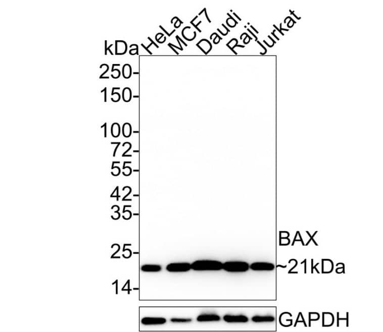 Western Blot: Bax Antibody [NBP2-67285] - Analysis of BAX on different lysates with Rabbit anti-BAX antibody at 1/5,000 dilution and competitor's antibody at 1/1,000 dilution.Lane 1: HeLa cell lysateLane 2: MCF7 cell lysateLane 3: HEK-293 cell lysateLysates/proteins at 15 ug/Lane.Predicted band size: 21 kDaObserved band size: 21 kDaExposure time: 1 minute 34 seconds; ECL: K1801;4-20% SDS-PAGE gel.Proteins were transferred to a PVDF membrane and blocked with 5% NFDM/TBST for 1 hour at room temperature. The primary antibody at 1/5,000 dilution and competitor's antibody at 1/1,000 dilution were used in 5% NFDM/TBST at 4℃ overnight. Goat Anti-Rabbit IgG - HRP Secondary Antibody at 1/50,000 dilution was used for 1 hour at room temperature.