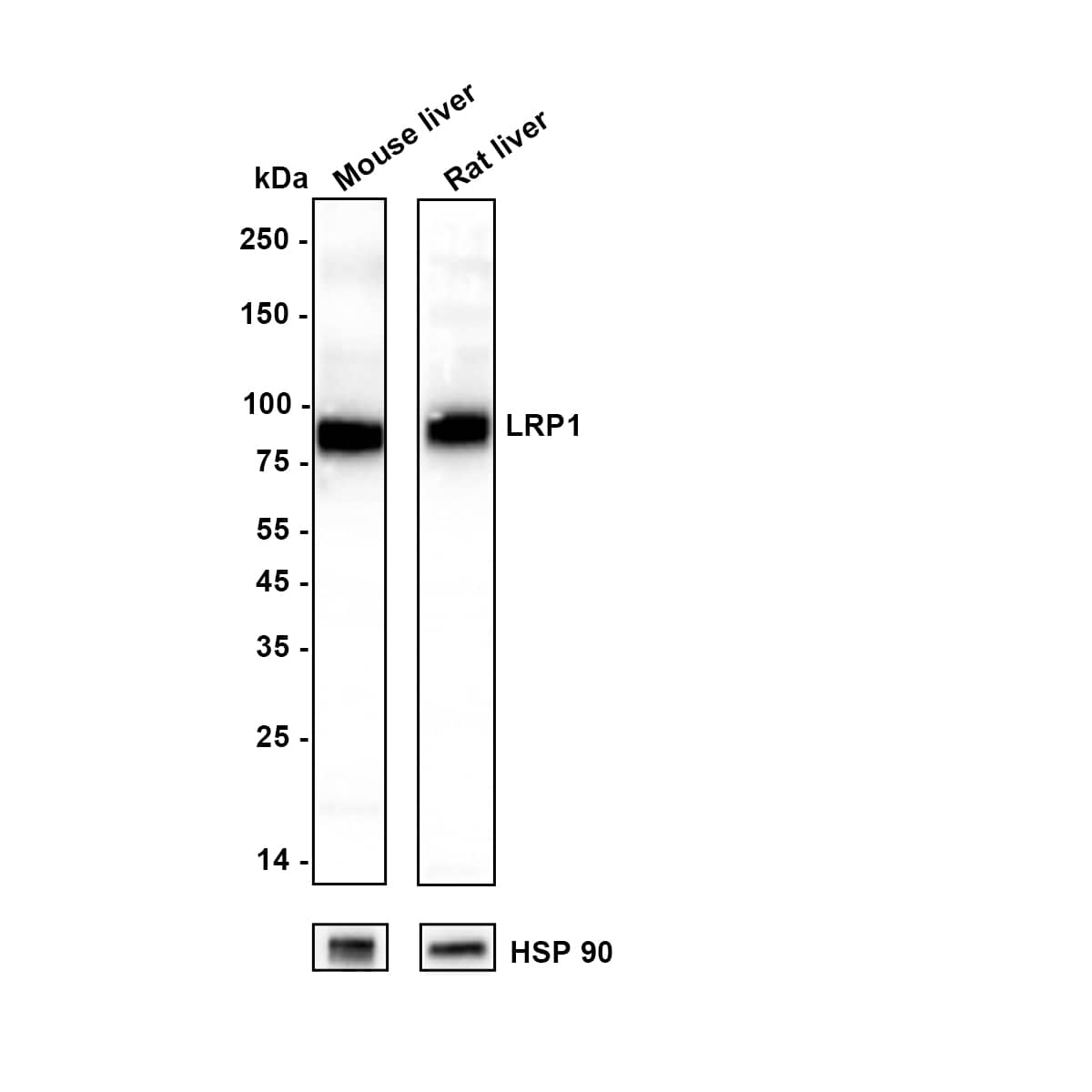 Western blot analysis on different lysates with NBP2-67286 at 1/5,000 dilution. Lane 1: Mouse liver tissue lysate Lane 2: Rat liver tissue lysate Lysates/proteins at 40 µg/Lane. Exposure time: 5 seconds Blocking: 5% NFDM/TBST, 1 hour at room temperature Primary antibody: NBP2-67286, 1/5,000 in primary antibody dilution buffer, overnight at 4 ℃ Secondary antibody: Goat Anti-Rabbit IgG [HRP] Secondary Antibody, 1/5,000 in 5% NFDM/TBST, 1 hour at room temperature Predicted band size: 504.6 kDa Observed band size: 80 kDa