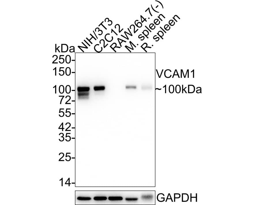 Western blot analysis on different lysates with NBP2-67292 at 1/5,000 dilution. Lane 1: NIH/3T3 cell lysate (20 µg/Lane) Lane 2: C2C12 cell lysate (20 µg/Lane) Lane 3: RAW264.7 cell lysate (negative) (20 µg/Lane) Lane 4: Mouse spleen tissue lysate (20 µg/Lane) Lane 5: Rat spleen tissue lysate (20 µg/Lane) Predicted band size: 81 kDa Observed band size: 100 kDa Exposure time: 24 seconds;  4-20% SDS-PAGE gel. Proteins were transferred to a PVDF membrane and blocked with 5% NFDM/TBST for 1 hour at room temperature. NBP2-67292 at 1/5,000 dilution was used in 5% NFDM/TBST at 4℃ overnight. Goat Anti-Rabbit IgG [HRP] Secondary Antibody at 1/50,000 dilution was used for 1 hour at room temperature.