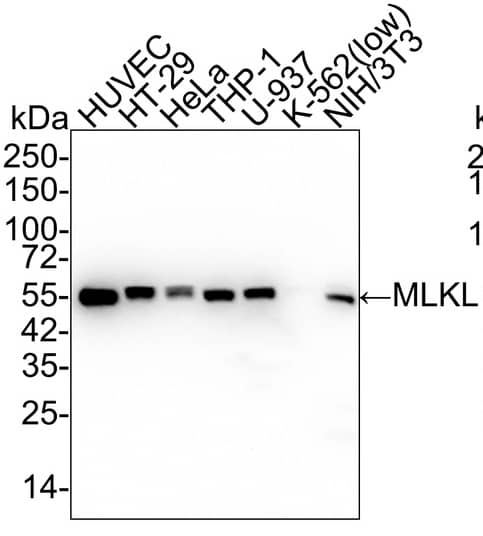 Western blot analysis on different lysates with NBP2-67299 at 1/5,000 dilution and competitor's antibody at 1/1,000 dilution. Lane 1: HUVEC cell lysate (20 µg/Lane) Lane 2: HT-29 cell lysate (20 µg/Lane) Lane 3: HeLa cell lysate (20 µg/Lane) Lane 4: THP-1 cell lysate (20 µg/Lane) Lane 5: U-937 cell lysate (20 µg/Lane) Lane 6: K-562 cell lysate (low expression) (20 µg/Lane) Lane 7: NIH/3T3 cell lysate (20 µg/Lane) Predicted band size: 54 kDa Observed band size: 54 kDa Exposure time: 1 minute 2 seconds;  4-20% SDS-PAGE gel. Proteins were transferred to a PVDF membrane and blocked with 5% NFDM/TBST for 1 hour at room temperature. NBP2-67299 at 1/5,000 dilution and competitor's antibody at 1/1,000 dilution were used in 5% NFDM/TBST at 4℃ overnight. Goat Anti-Rabbit IgG [HRP] Secondary Antibody at 1/50,000 dilution was used for 1 hour at room temperature.