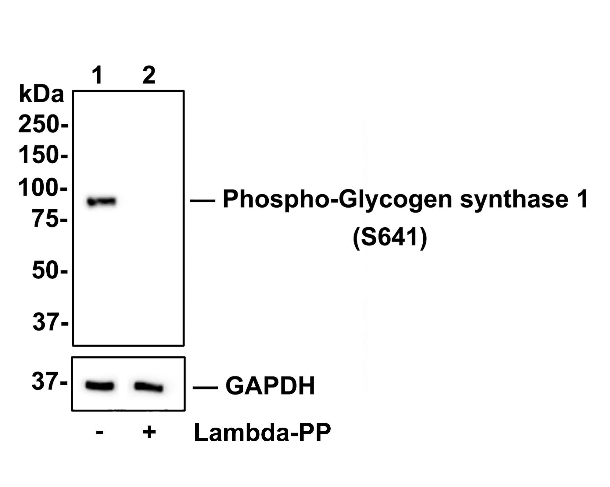 Western blot analysis of Phospho-Glycogen synthase 1 (S641) on HepG2 cell lysates. Lane 1: HepG2 cells, whole cell lysate, 10ug/lane Lane 2: HepG2 cells treated with 2.8ug/ul lambda-PP for 30 minutes, whole cell lysates, 10ug/lane All lanes : Anti-Phospho-Glycogen synthase 1 (S641) antibody (NBP2-67315) at 1/500 dilution. Anti-GAPDH antibody at 1/10,000 dilution. Goat Anti-Rabbit IgG [HRP] Secondary Antibody at 1/200,000 dilution. Predicted band size: 84 kDa Observed band size: 84 kDa Blocking and diluting buffer: 5% BSA. Exposure time: 1 minute 34 seconds