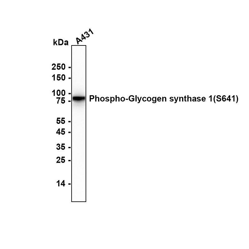 Western blot analysis on different lysates with NBP2-67315 at 1/1,000 dilution. Lane 1: A431 (Human epidermoid carcinoma skin squamous cell) cell lysate Lysates/proteins at 20 µg/Lane. Exposure time: 17 seconds Blocking: 5% NFDM/TBST, 1 hour at room temperature Primary antibody: NBP2-67315, 1/1,000 in primary antibody dilution buffer, overnight at 4 ℃ Secondary antibody: Goat Anti-Rabbit IgG [HRP] Secondary Antibody, 1/50,000 in 5% NFDM/TBST, 1 hour at room temperature Predicted band size: 83.8 kDa Observed band size: 83.8 kDa