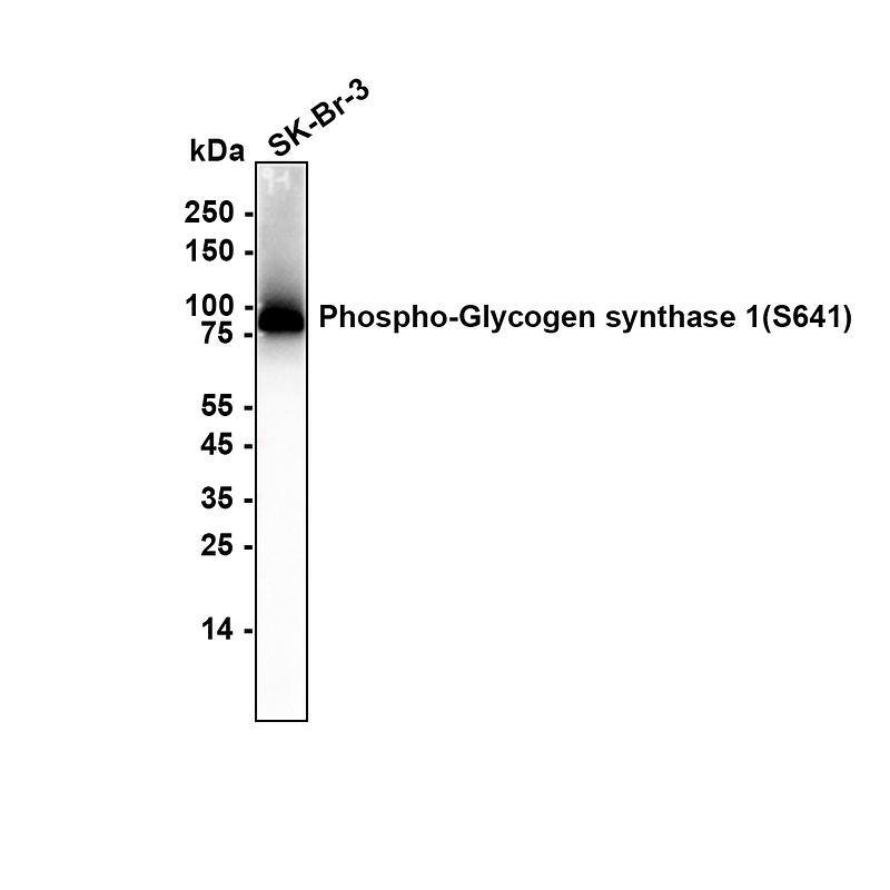 Western blot analysis on different lysates with NBP2-67315 at 1/1,000 dilution. Lane 1: SK-BR-3 (Human breast cancer cell) cell lysate Lysates/proteins at 20 µg/Lane. Exposure time: 17 seconds Blocking: 5% NFDM/TBST, 1 hour at room temperature Primary antibody: NBP2-67315, 1/1,000 in primary antibody dilution buffer, overnight at 4 ℃ Secondary antibody: Goat Anti-Rabbit IgG [HRP] Secondary Antibody, 1/50,000 in 5% NFDM/TBST, 1 hour at room temperature Predicted band size: 83.8 kDa Observed band size: 83.8 kDa