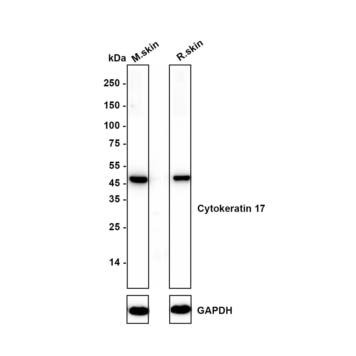 Western blot analysis on different lysates with NBP2-67318 at 1/1,000 dilution. Lane 1: Mouse skin tissue lysate Lane 2: Rat skin tissue lysate Lysates/proteins at 40 µg/Lane. Predicted band size: 48 kDa Observed band size: 48 kDa Exposure time: 3 minutes;  4-20% SDS-PAGE gel. Proteins were transferred to a PVDF membrane and blocked with 5% NFDM/TBST for 1 hour at room temperature. NBP2-67318 at 1/1,000 dilution was used in 5% NFDM/TBST at 4℃ overnight. Goat Anti-Rabbit IgG [HRP] Secondary Antibody at 1/50,000 dilution was used for 1 hour at room temperature.