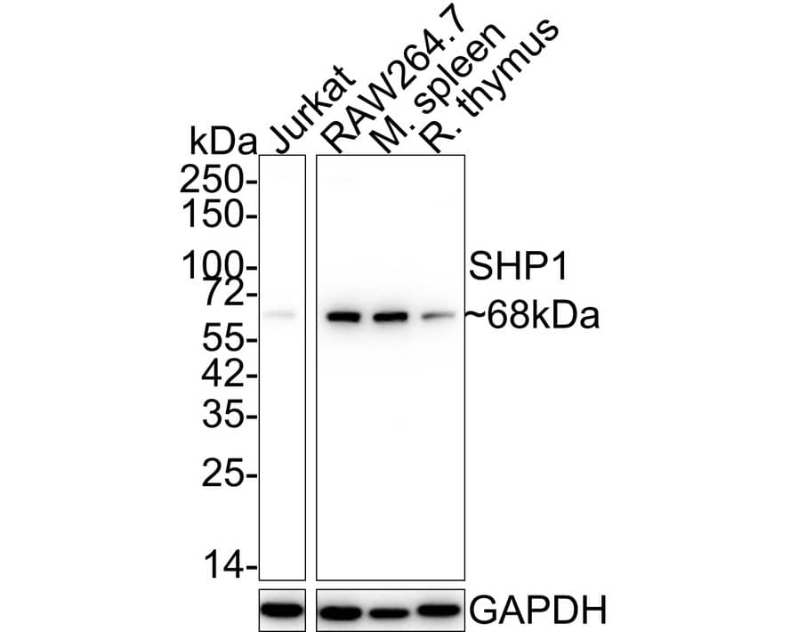 Western blot analysis on different lysates with NBP2-67321 at 1/5,000 dilution. Lane 1: Jurkat cell lysate (15 µg/Lane) Lane 2: RAW264.7 cell lysate (15 µg/Lane) Lane 3: Mouse spleen tissue lysate (20 µg/Lane) Lane 4: Rat thymus tissue lysate (20 µg/Lane) Predicted band size: 68 kDa Observed band size: 68 kDa Exposure time: 24 seconds; 10% SDS-PAGE gel. Proteins were transferred to a PVDF membrane and blocked with 5% NFDM/TBST for 1 hour at room temperature. NBP2-67321 at 1/5,000dilution was used in 5% NFDM/TBST at room temperature for 2 hours. Goat Anti-Rabbit IgG [HRP] Secondary Antibody at 1:50,000 dilution was used for 1 hour at room temperature.
