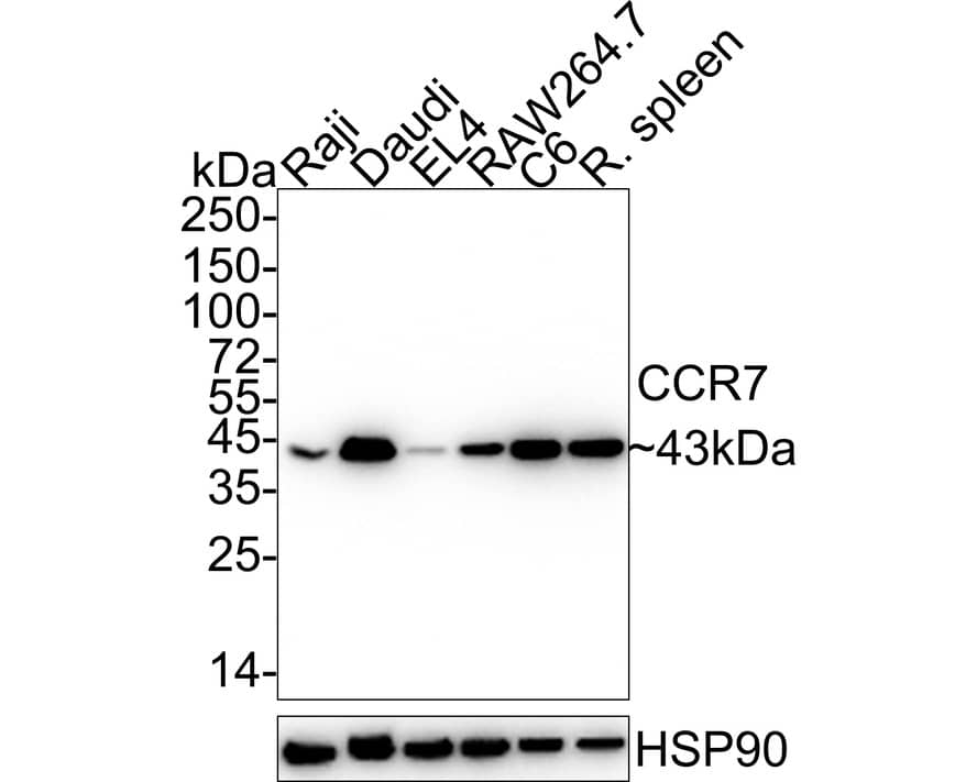 Western blot analysis on different lysates with NBP2-67324 at 1/2,000 dilution. Lane 1: Raji cell lysate Lane 2: Daudi cell lysate Lane 3: EL4 cell lysate Lane 4: RAW264.7 cell lysate Lane 5: C6 cell lysate Lane 6: Rat spleen tissue lysate Lysates/proteins at 15 µg/Lane. Predicted band size: 43 kDa Observed band size: 43 kDa Exposure time: 10 seconds;  4-20% SDS-PAGE gel. Proteins were transferred to a PVDF membrane and blocked with 5% NFDM/TBST for 1 hour at room temperature. NBP2-67324 at 1/2,000 dilution was used in 5% NFDM/TBST at 4℃ overnight. Goat Anti-Rabbit IgG [HRP] Secondary Antibody at 1:50,000 dilution was used for 1 hour at room temperature.