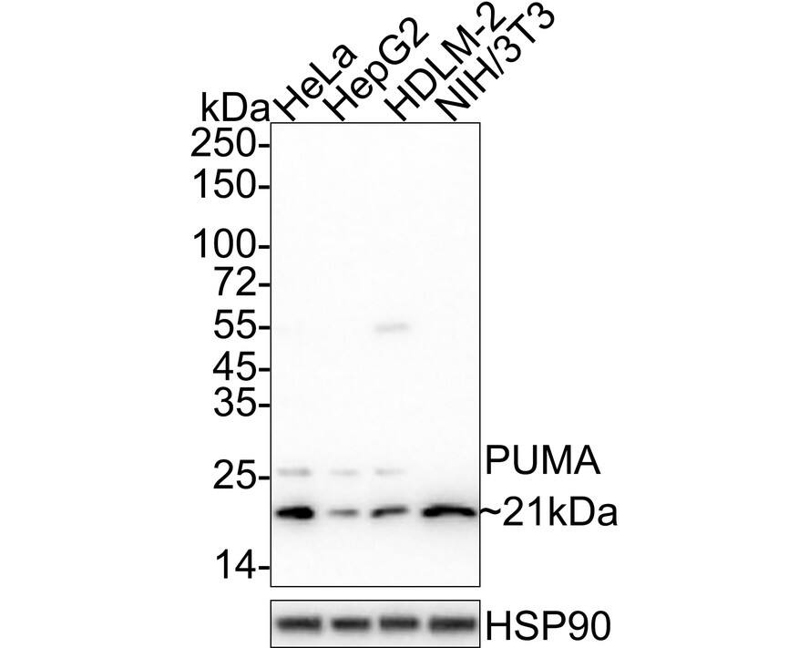 Western blot analysis on different lysates with NBP2-67326 at 1/2,000 dilution. Lane 1: HeLa cell lysate Lane 2: HepG2 cell lysate Lane 3: HDLM-2 cell lysate Lane 4: NIH/3T3 cell lysate Lysates/proteins at 20 µg/Lane. Predicted band size: 21 kDa Observed band size: 21 kDa Exposure time: 24 seconds;  4-20% SDS-PAGE gel. Proteins were transferred to a PVDF membrane and blocked with 5% NFDM/TBST for 1 hour at room temperature. NBP2-67326 at 1/2,000 dilution was used in 5% NFDM/TBST at 4℃ overnight. Goat Anti-Rabbit IgG [HRP] Secondary Antibody at 1/50,000 dilution was used for 1 hour at room temperature.