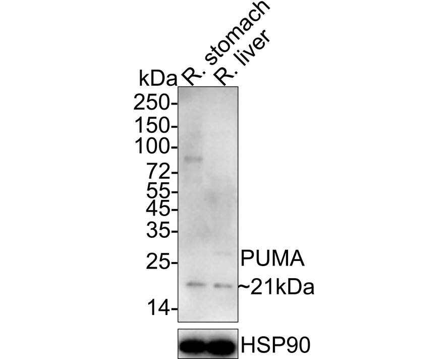 Western blot analysis on different lysates with NBP2-67326 at 1/1,000 dilution. Lane 1: Rat stomach tissue lysate Lane 2: Rat liver tissue lysate Lysates/proteins at 40 µg/Lane. Predicted band size: 21 kDa Observed band size: 21 kDa Exposure time: 3 minutes; 4-20% SDS-PAGE gel. Proteins were transferred to a PVDF membrane and blocked with 5% NFDM/TBST for 1 hour at room temperature. NBP2-67326 at 1/1,000 dilution was used in 5% NFDM/TBST at 4℃ overnight. Goat Anti-Rabbit IgG [HRP] Secondary Antibody at 1/50,000 dilution was used for 1 hour at room temperature.