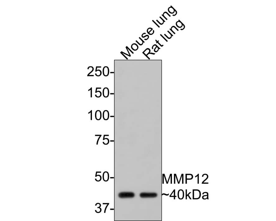 Western blot analysis on different lysates with NBP2-67344 at 1/500 dilution. Lane 1: Mouse lung tissue lysate Lane 2: Rat lung tissue lysate Lysates/proteins at 20 µg/Lane. Predicted band size: 54 kDa Observed band size: 40 kDa Exposure time: 1 minute; 8% SDS-PAGE gel. Proteins were transferred to a PVDF membrane and blocked with 5% NFDM/TBST for 1 hour at room temperature. NBP2-67344 at 1/500 dilution was used in 5% NFDM/TBST at room temperature for 2 hours. Goat Anti-Rabbit IgG [HRP] Secondary Antibody at 1:200,000 dilution was used for 1 hour at room temperature.