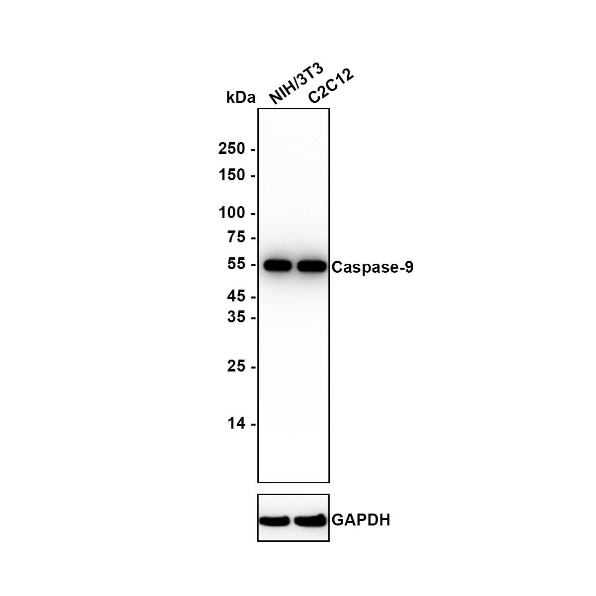 Western blot analysis on different lysates with NBP2-67362 at 1/1,000 dilution. Lane 1: NIH/3T3 (Mouse fibroblast) cell lysates Lane 2: C2C12 (Mouse myoblast) cell lysates Lysates/proteins at 20 µg/Lane. Exposure time: 24 seconds Blocking: 5% NFDM/TBST, 1 hour at room temperature Primary antibody: NBP2-67362, 1/1,000 in 5% NFDM/TBST, overnight at 4 ℃ Secondary antibody: Goat Anti-Rabbit IgG [HRP] Secondary Antibody, 1/50,000 in 5% NFDM/TBST, 1 hour at room temperature Predicted band size: 46 kDa Observed band size: 50 kDa