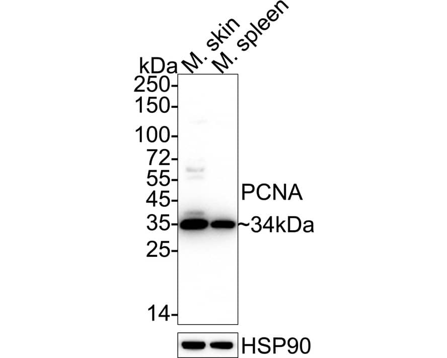 Western blot analysis on different lysates with NBP2-67390 at 1/1,000 dilution. Lane 1: Mouse skin tissue lysate Lane 2: Mouse spleen tissue lysate Lysates/proteins at 40 µg/Lane. Predicted band size: 29 kDa Observed band size: 34 kDa Exposure time: 10 seconds;  4-20% SDS-PAGE gel. Proteins were transferred to a PVDF membrane and blocked with 5% NFDM/TBST for 1 hour at room temperature. NBP2-67390 at 1/1,000 dilution was used in 5% NFDM/TBST at 4℃ overnight. Goat Anti-Rabbit IgG [HRP] Secondary Antibody at 1/50,000 dilution was used for 1 hour at room temperature.