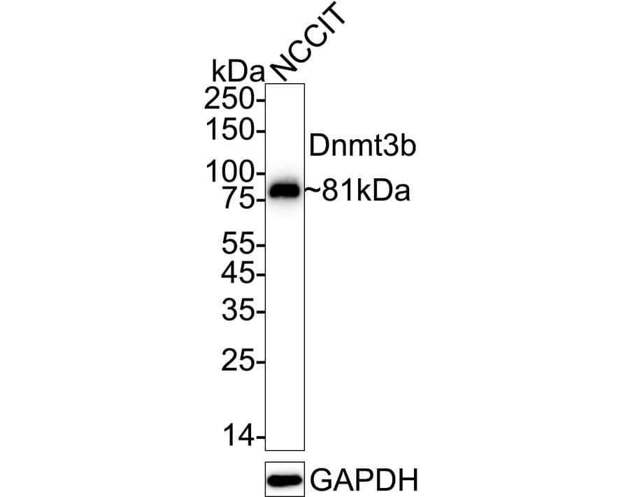 Western blot analysis of  NCCIT cell lysates with NBP2-67398 at 1/2,000 dilution. Lysates/proteins at 20 µg/Lane. Predicted band size: 96 kDa Observed band size: 81 kDa Exposure time: 1 minute 2 seconds;  4-20% SDS-PAGE gel. Proteins were transferred to a PVDF membrane and blocked with 5% NFDM/TBST for 1 hour at room temperature. NBP2-67398 at 1/2,000 dilution was used in 5% NFDM/TBST at 4℃ overnight. Goat Anti-Rabbit IgG [HRP] Secondary Antibody at 1/50,000 dilution was used for 1 hour at room temperature.