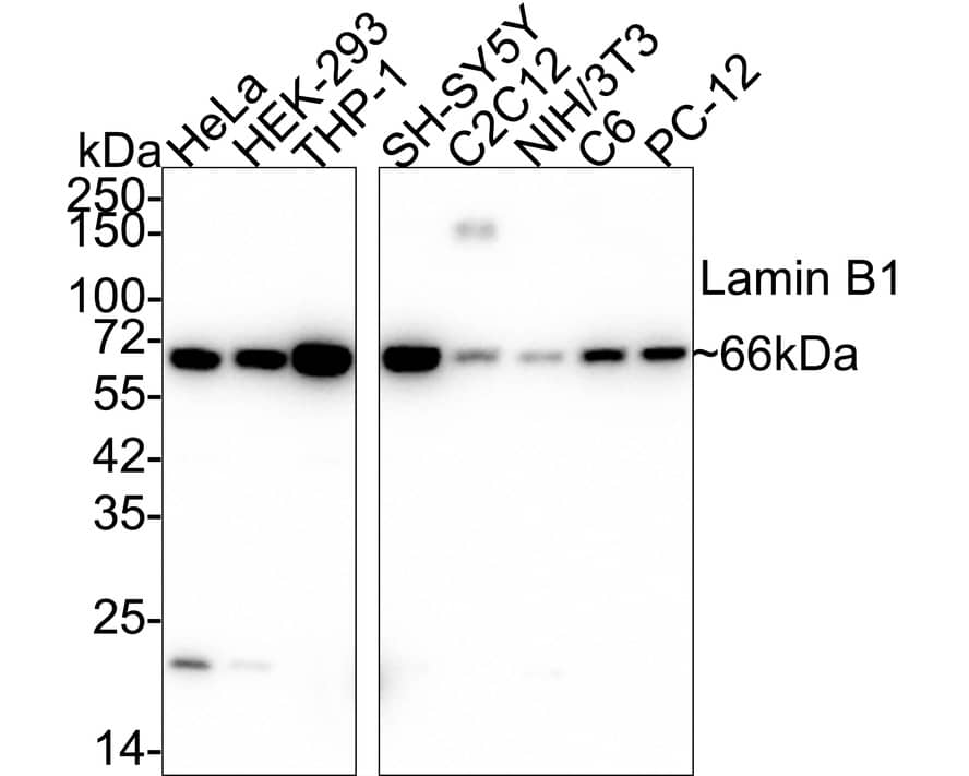 Western blot analysis on different lysates with NBP2-67405 at 1/50,000 dilution. Lane 1: HeLa cell lysate Lane 2: HEK-293 cell lysate Lane 3: THP-1 cell lysate Lane 4: SH-SY5Y cell lysate Lane 5: C2C12 cell lysate Lane 6: NIH/3T3 cell lysate Lane 7: C6 cell lysate Lane 8: PC-12 cell lysate Lysates/proteins at 15 µg/Lane. Predicted band size: 66 kDa Observed band size: 66 kDa Exposure time: 21 seconds;  4-20% SDS-PAGE gel. Proteins were transferred to a PVDF membrane and blocked with 5% NFDM/TBST for 1 hour at room temperature. NBP2-67405 at 1/50,000 dilution was used in 5% NFDM/TBST at 4℃ overnight. Goat Anti-Rabbit IgG [HRP] Secondary Antibody at 1/50,000 dilution was used for 1 hour at room temperature.