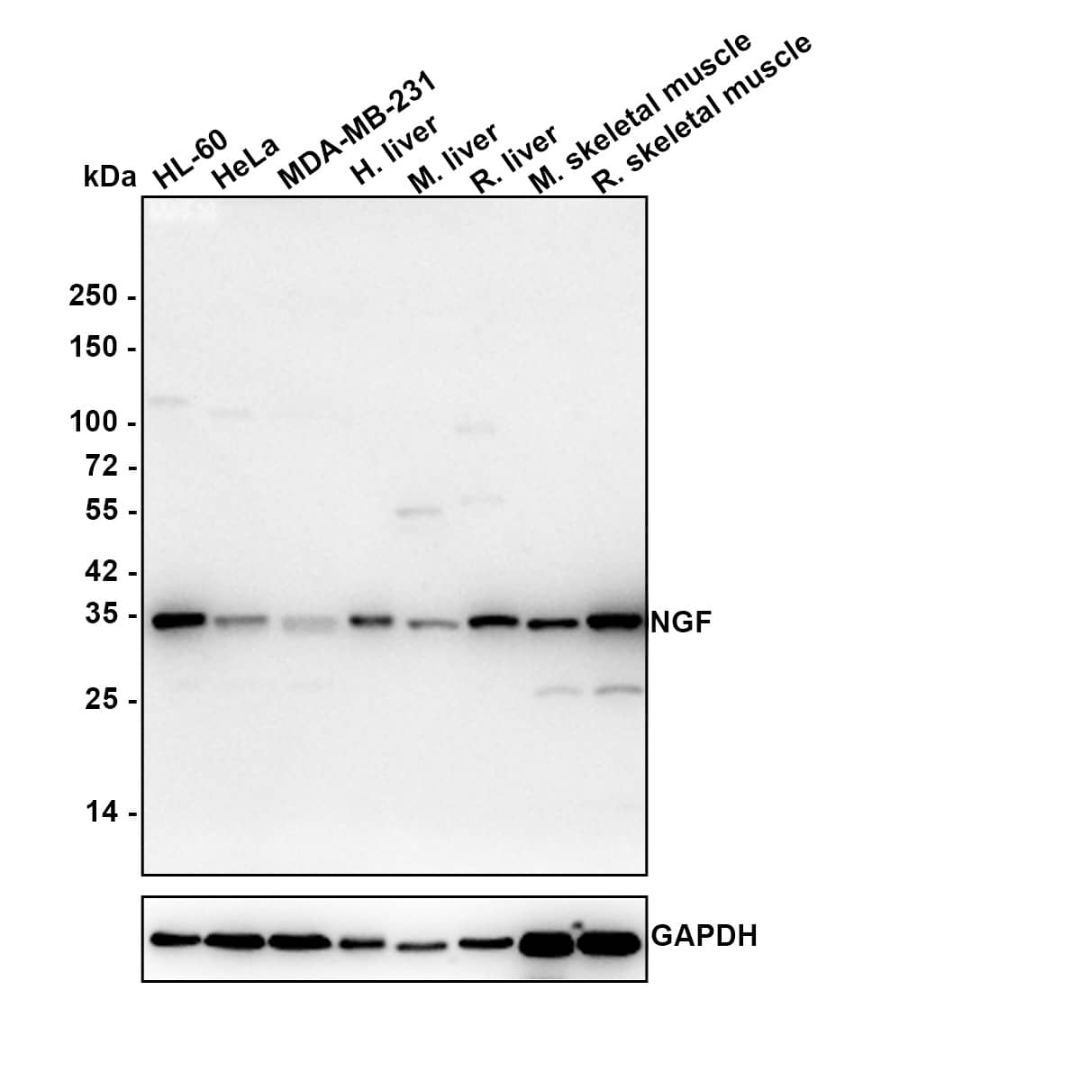 Western blot analysis on different lysates with NBP2-67406 at 1/2,000 dilution. Lane 1: HL-60 cell lysate Lane 2: HeLa cell lysate Lane 3: MDA-MB-231 cell lysate Lane 4: Human liver tissue lysate Lane 5: Mouse liver tissue lysate Lane 6: Rat liver tissue lysate Lane 7: Mouse skeletal muscle tissue lysate Lane 8: Rat skeletal muscle tissue lysate Lysates/proteins at 20 µg/Lane. Predicted band size: 27 kDa Observed band size: 35 kDa Exposure time: 3 minutes; 4-20% SDS-PAGE gel. Proteins were transferred to a PVDF membrane and blocked with 5% NFDM/TBST for 1 hour at room temperature. NBP2-67406 at 1/2,000 dilution was used in 5% NFDM/TBST at 4℃ overnight. Goat Anti-Rabbit IgG [HRP] Secondary Antibody at 1:50,000 dilution was used for 1 hour at room temperature.