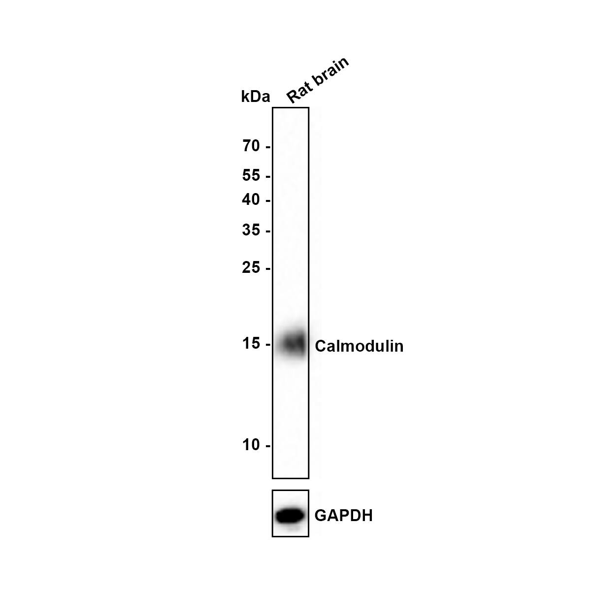 Western blot analysis of  Rat testis tissue lysate with NBP2-67413 at 1/1,000 dilution. Lysates/proteins at 10 µg/Lane. Exposure time: 100 seconds Blocking: 5% NFDM/TBST, 1 hour at room temperature Primary antibody: NBP2-67413, 1/1,000 in 5% NFDM/TBST, overnight at 4 ℃ Secondary antibody: Goat Anti-Rabbit IgG [HRP] Secondary Antibody, 1/20,000 in 5% NFDM/TBST, 1 hour at room temperature Predicted band size: 16 kDa Observed band size: 16 kDa