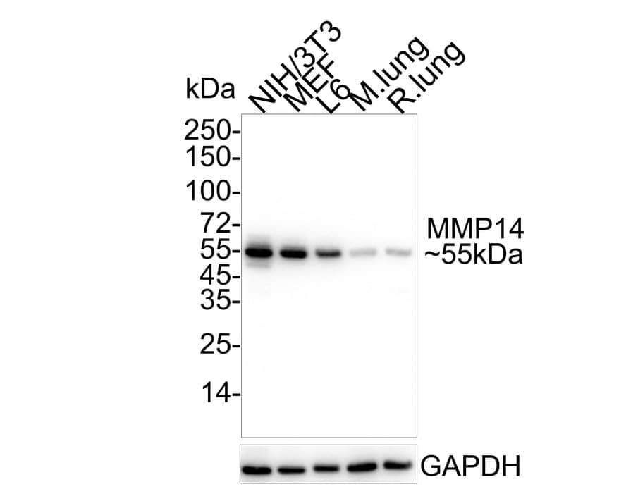 Western blot analysis on different lysates with NBP2-67415 at 1/1,000 dilution. Lane 1: NIH/3T3 cell lysate Lane 2: MEF cell lysate Lane 3: L6 cell lysate Lane 4: Mouse lung tissue lysate Lane 5: Rat lung tissue lysate Lysates/proteins at 20/40 µg/Lane. Predicted band size: 66 kDa Observed band size: 55 kDa Exposure time: 10 seconds; 4-20% SDS-PAGE gel. Proteins were transferred to a PVDF membrane and blocked with 5% NFDM/TBST for 1 hour at room temperature. NBP2-67415 at 1/1,000 dilution was used in 5% NFDM/TBST at 4℃ overnight. Goat Anti-Rabbit IgG [HRP] Secondary Antibody at 1/50,000 dilution was used for 1 hour at room temperature.