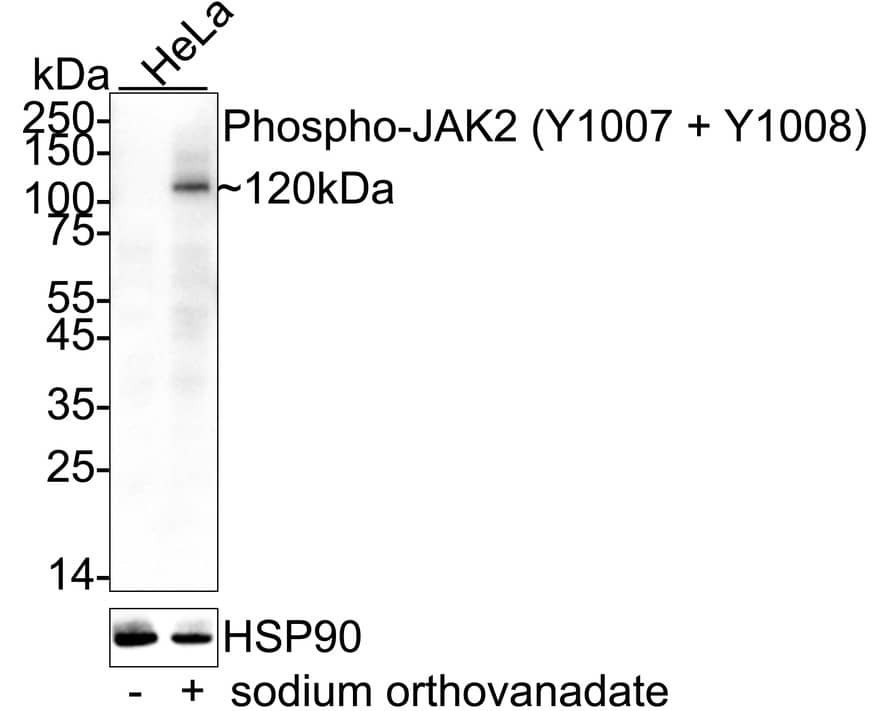 Western blot analysis on different lysates with NBP2-67429 at 1/1,000 dilution. Lane 1: HeLa cell lysate Lane 2: HeLa treated with 1mM sodium orthovanadate for 30 minutes cell lysate Lysates/proteins at 20 µg/Lane. Predicted band size: 131 kDa Observed band size: 120 kDa Exposure time: 3 minute;  4-20% SDS-PAGE gel. Proteins were transferred to a PVDF membrane and blocked with 5% NFDM/TBST for 1 hour at room temperature. NBP2-67429 at 1/1,000 dilution was used in 5% NFDM/TBST at 4℃ overnight. Goat Anti-Rabbit IgG [HRP] Secondary Antibody at 1/50,000 dilution was used for 1 hour at room temperature.