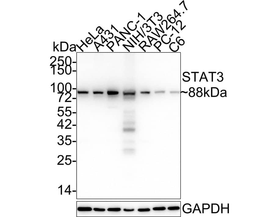 Western blot analysis on different lysates with NBP2-67432 at 1/2,000 dilution. Lane 1: HeLa cell lysate Lane 2: A431 cell lysate Lane 3: PANC-1 cell lysate Lane 4: NIH/3T3 cell lysate Lane 5: RAW264.7 cell lysate Lane 6: PC-12 cell lysate Lane 7: C6 cell lysate Lysates/proteins at 20 µg/Lane. Predicted band size: 88 kDa Observed band size: 88 kDa Exposure time: 2 minutes 24 seconds; 4-20% SDS-PAGE gel. Proteins were transferred to a PVDF membrane and blocked with 5% NFDM/TBST for 1 hour at room temperature. NBP2-67432 at 1/2,000 dilution was used in 5% NFDM/TBST at 4℃ overnight. Goat Anti-Rabbit IgG [HRP] Secondary Antibody at 1/50,000 dilution was used for 1 hour at room temperature.