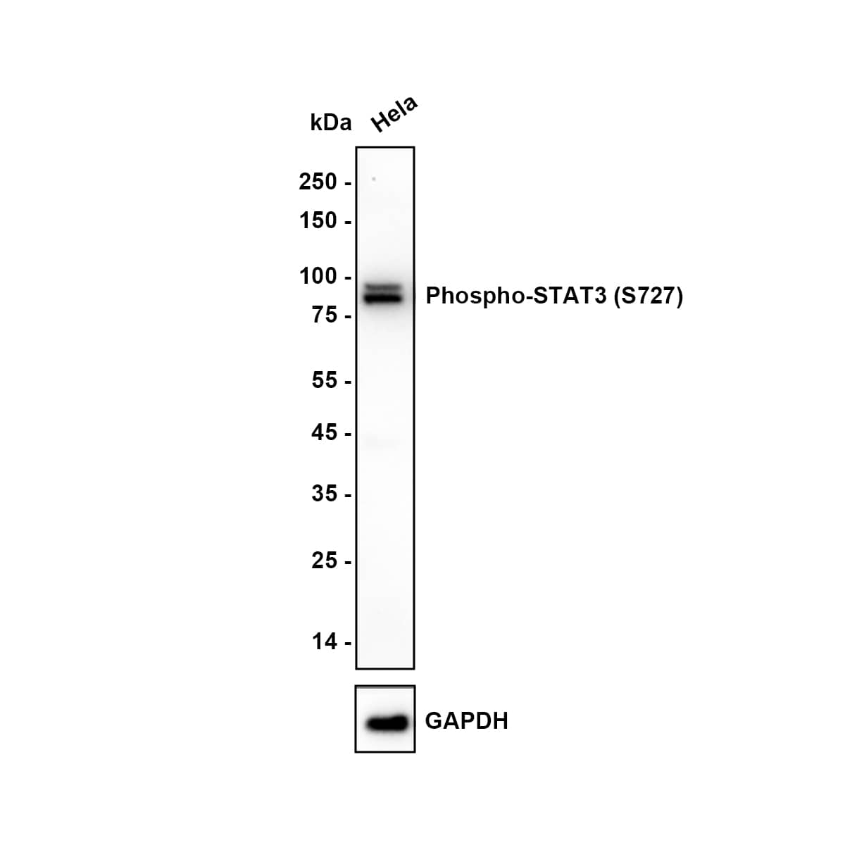 Western blot analysis of  Hela cell lysate with NBP2-67433 at 1/1,000 dilution. Lysates/proteins at 15 µg/Lane. Exposure time: 30 seconds Blocking: 5% NFDM/TBST, 1 hour at room temperature Primary antibody: NBP2-67433, 1/1,000 in 5% NFDM/TBST, overnight at 4 ℃ Secondary antibody: Goat Anti-Rabbit IgG [HRP] Secondary Antibody, 1/50,000 in 5% NFDM/TBST, 1 hour at room temperature Predicted band size: 88.1 kDa Observed band size: 88 kDa