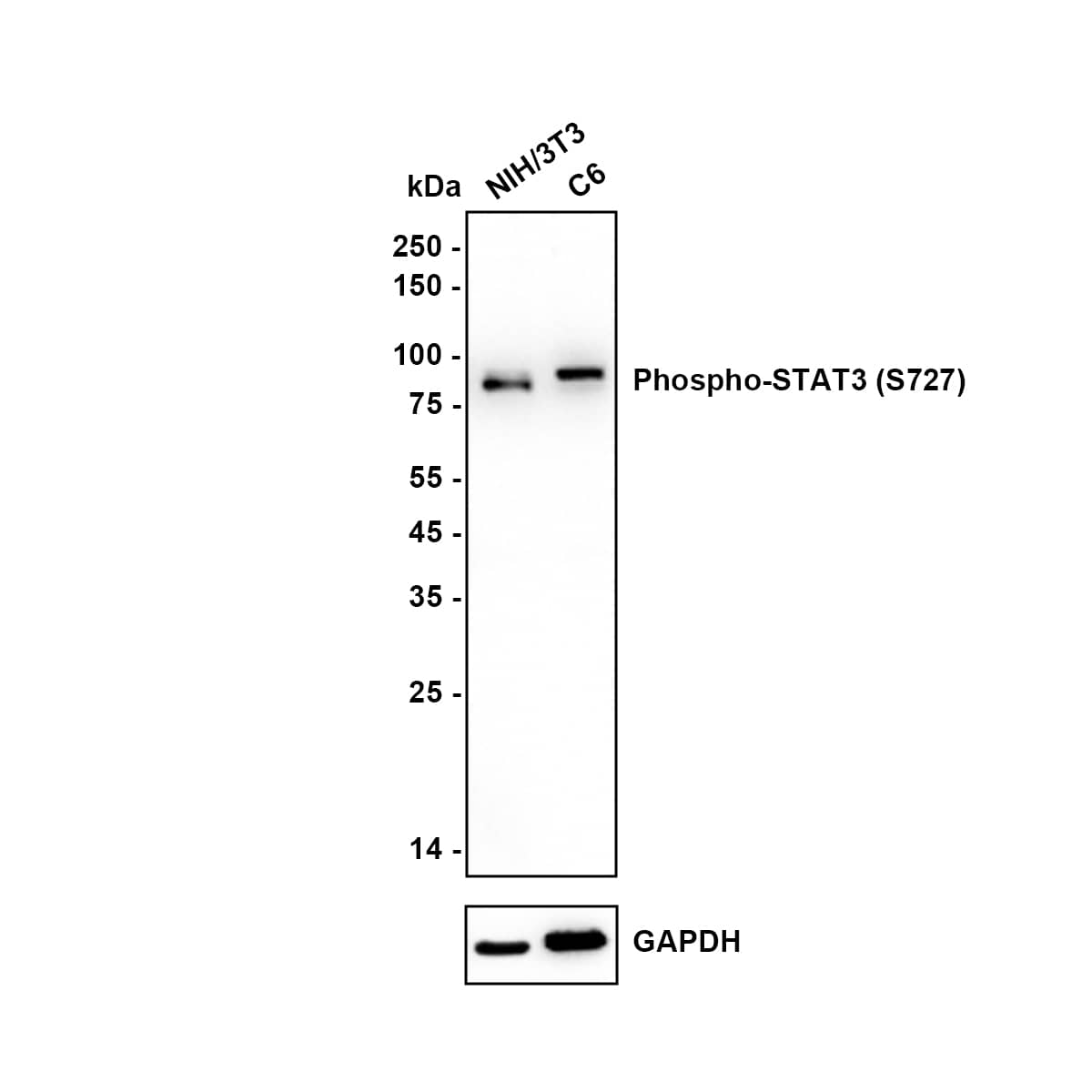 Western blot analysis of  Hela cell lysate with NBP2-67433 at 1/2,000 dilution. Lane 1: NIH/3T3 cell lysate Lane 2: C6 cell lysate Lysates/proteins at 20 µg/Lane. Exposure time: 30 seconds Blocking: 5% NFDM/TBST, 1 hour at room temperature Primary antibody: NBP2-67433, 1/2,000 in 5% NFDM/TBST, overnight at 4 ℃ Secondary antibody: Goat Anti-Rabbit IgG [HRP] Secondary Antibody, 1/50,000 in 5% NFDM/TBST, 1 hour at room temperature Predicted band size: 88.1 kDa Observed band size: 88 kDa