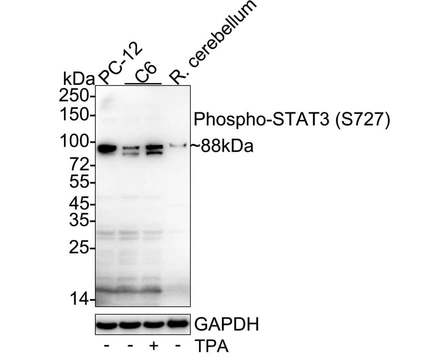 Western blot analysis on different lysates with NBP2-67433 at 1/1,000 dilution. Lane 1: PC-12 cell lysate (20 µg/Lane) Lane 2: C6 cell lysate (20 µg/Lane) Lane 3: C6 treated with 200ng/mL TPA for 35 minutes cell lysate (20 µg/Lane) Lane 4: Rat cerebellum tissue lysate (40 µg/Lane) Predicted band size: 88 kDa Observed band size: 88 kDa Exposure time: 1 minute 50 seconds;  4-20% SDS-PAGE gel. Proteins were transferred to a PVDF membrane and blocked with 5% NFDM/TBST for 1 hour at room temperature. NBP2-67433 at 1/1,000 dilution was used in 5% NFDM/TBST at 4℃ overnight. Goat Anti-Rabbit IgG [HRP] Secondary Antibody at 1/50,000 dilution was used for 1 hour at room temperature.