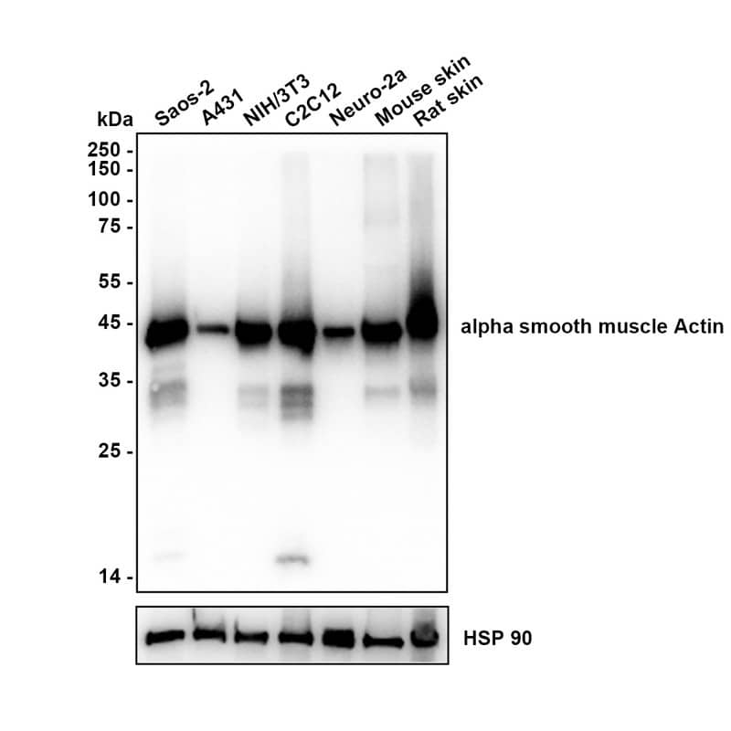 Western blot analysis on different lysates with NBP2-67440 at 1/2,000 dilution. Lane 1: Saos-2 (Human osteosarcoma cells) cell lysate Lane 2: A431 (Human epidermoid carcinoma skin squamous cells) cell lysate Lane 3: NIH/3T3 (Mouse fibroblasts) cell lysate Lane 4: C2C12 (Mouse myoblasts) cell lysate Lane 5: Neuro-2a (Mouse brain neuroblastoma cells) cell lysate Lane 6: Mouse skin tissue lysate Lane 7: Rat skin tissue lysate Lysates/proteins at 15 µg/Lane. Exposure time: 2 seconds Blocking: 5% NFDM/TBST, 1 hour at room temperature Primary antibody: NBP2-67440, 1/2,000 in primary antibody dilution buffer, overnight at 4 ℃ Secondary antibody: Goat Anti-Rabbit IgG [HRP] Secondary Antibody, 1/50,000 in 5% NFDM/TBST, 1 hour at room temperature Predicted band size: 42 kDa Observed band size: 42 kDa